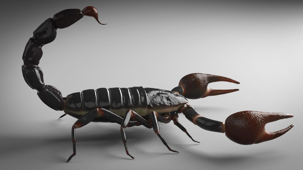 images/goods_img/202104094/scorpion rigged animated/5.jpg